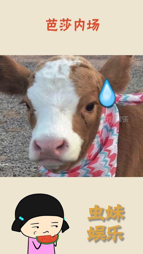 娱乐吃瓜酱狗子,揭秘娱乐圈那些不为人知的幕后故事