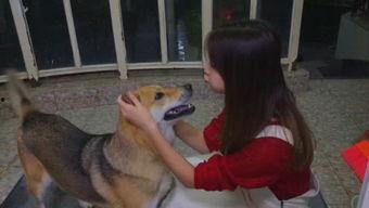 娱乐吃瓜酱狗子,揭秘娱乐圈那些不为人知的幕后故事